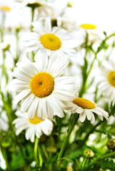Fototapeta premium white chamomiles