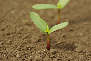 Seed leaf
