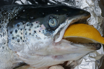 lachs