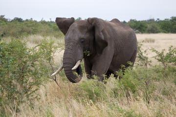 Elefantenbulle