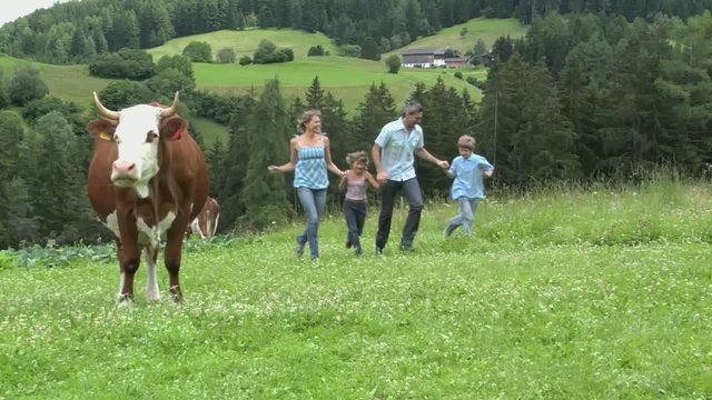 mucca e famiglia che corre nel prato