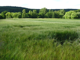 Obraz premium Gerstenfeld