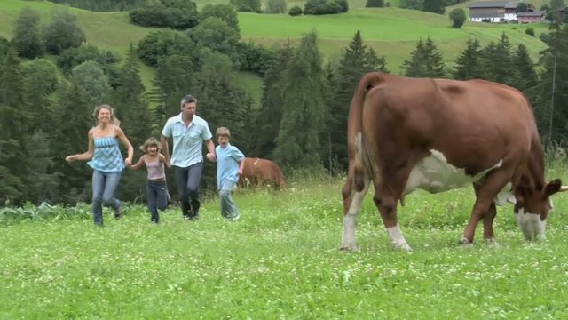 famiglia corre tra le mucche