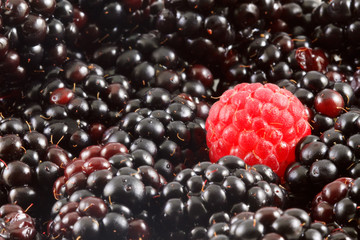 Blackberries and a Raspberry