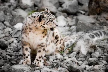 Fotobehang snow leopard © Peter Wey