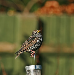 Common Starling