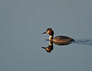 Great Crested Grebe reflection