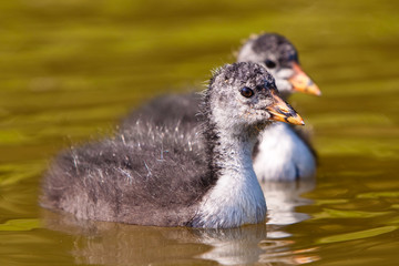 Coots in the water