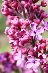 Fototapeta na wymiar Lilac