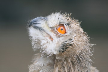 Baby Schneeeule