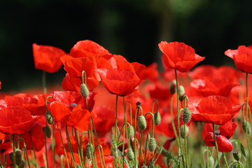 Fototapeta premium Coquelicot
