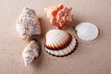 Fototapeta na wymiar shells on sand