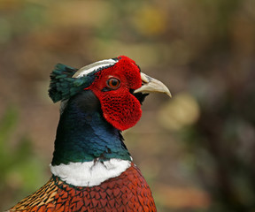 Common Pheasant close up