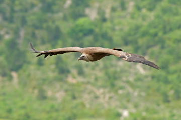 VAUTOUR FAUVE 6