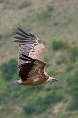 VAUTOUR FAUVE 3