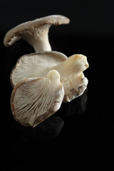 Austernpilze auf schwarz