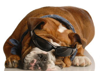 english bulldog wearing blue handkerchief and cool glasses