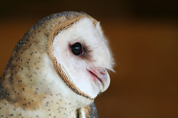 Common Barn Owl