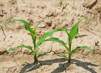 corn seedling