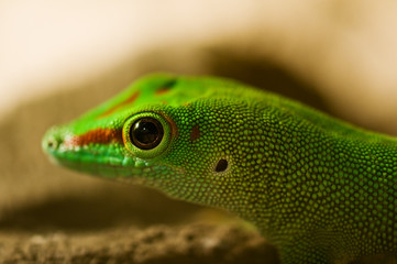 Fototapeta premium Phelsuma