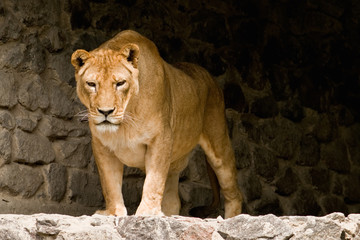 lioness