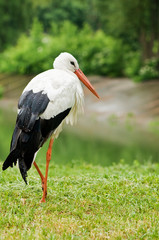 stork