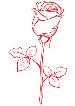 Hand sketched stylized rose.