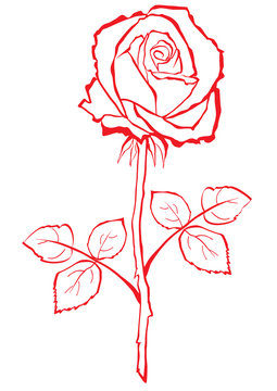 Hand sketched stylized rose.