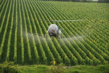 Hubschrauber im Weinberg © GordonGrand