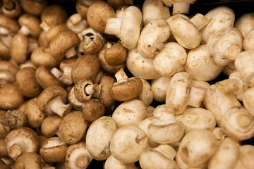 Group of Mushrooms