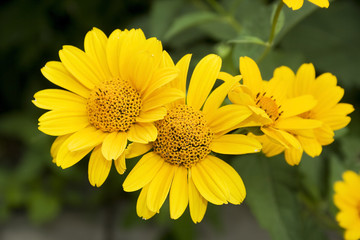 Yellow flowers