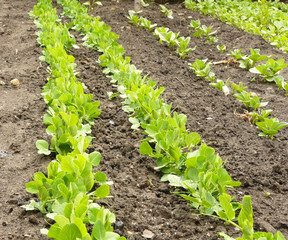 Rows of Young Peas growing in Garden