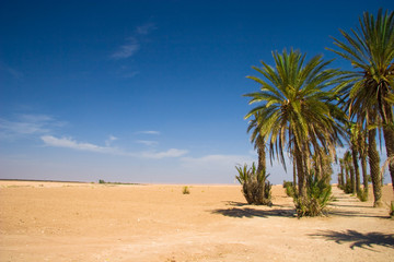 Palms in the desert | Morocco