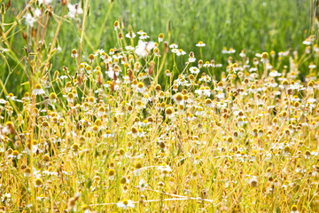 Fototapeta premium Meadow of chamomile