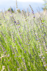 Meadow of Lavender, Provence, France