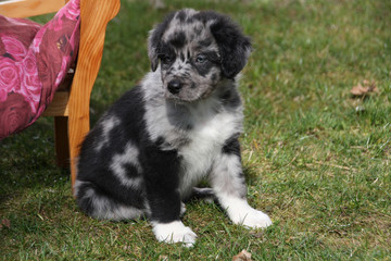 Fototapeta premium Aussie-Welpe