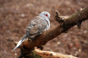 Diamantt&auml;ubchen