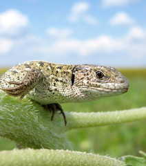 green lizard