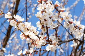 Apricot By Springtime