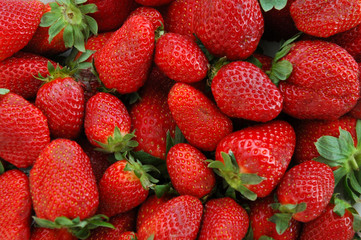 fraises fraiches