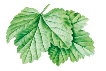 Johannisbeerblätter