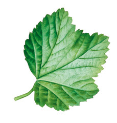 Obraz premium Johannisbeerblatt