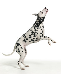 Dalmatian Jumping on White Background - obrazy, fototapety, plakaty