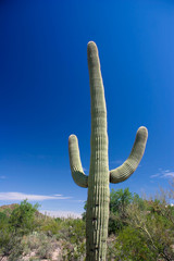 SAGUARO NATIONAL PARK,ARIZONA_USA