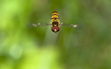 insetto volante dittero