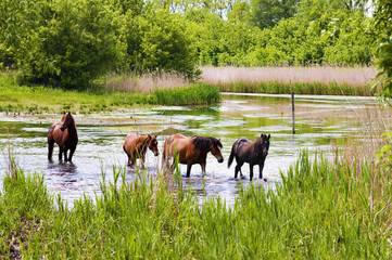 Naklejka premium herd of wild steppe horses on river background