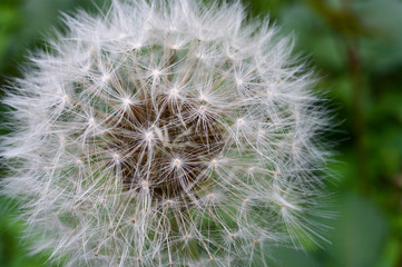 Fototapeta premium タンポポの種