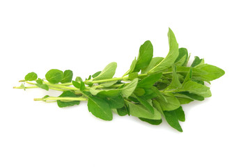 Fresh oregano