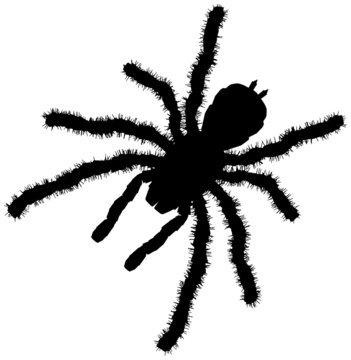 vogelspinne
