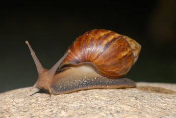 Snail